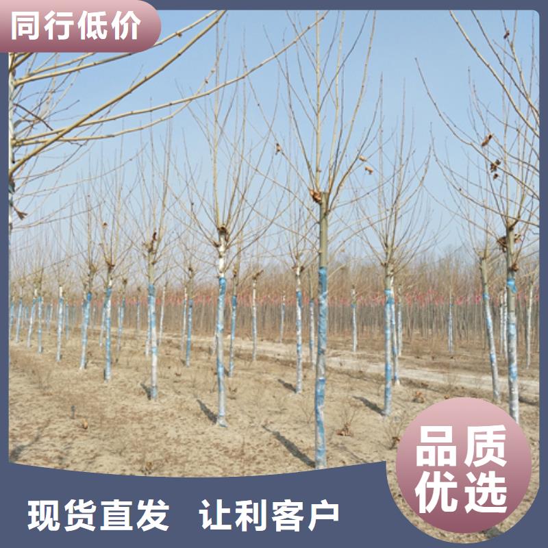 法桐-本地商家