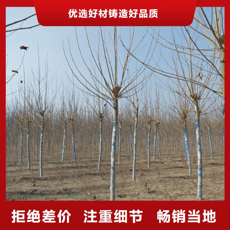 法桐验货合格