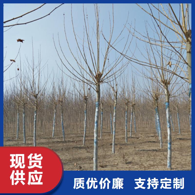 法桐承接公司