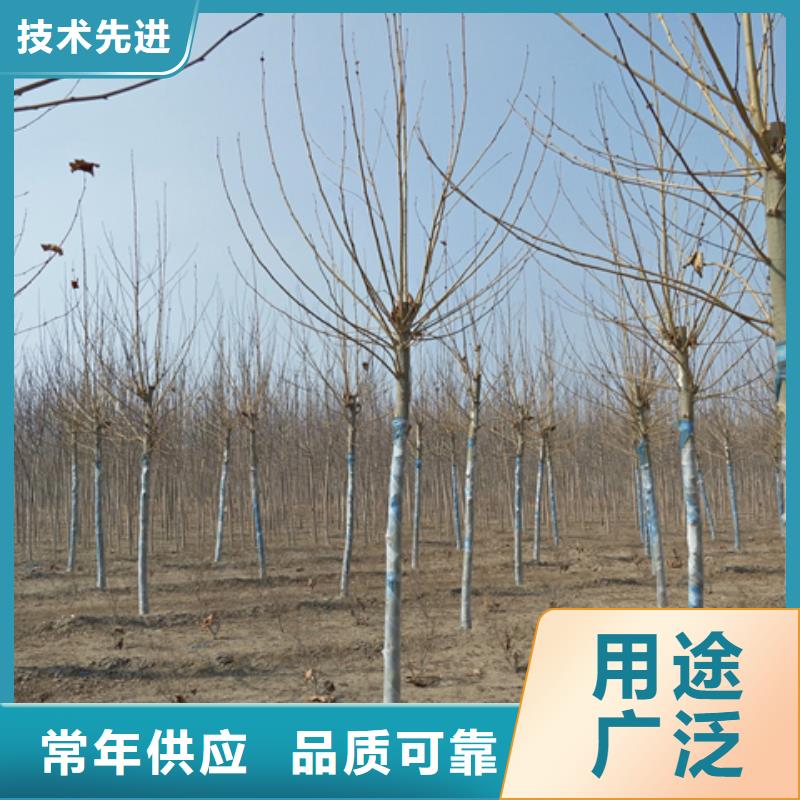 法桐大型厂家