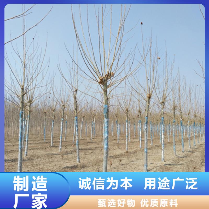 价格低的法桐供应商