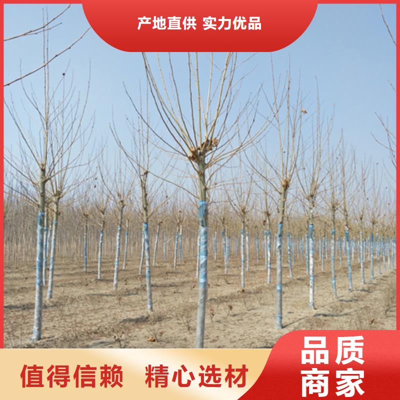供应法桐的批发商