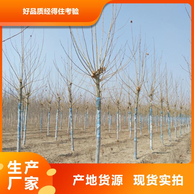 法桐工厂现货