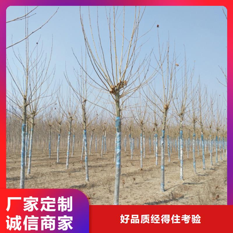法桐、法桐厂家直销-型号齐全