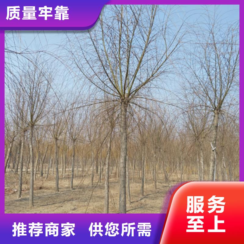 法桐生产厂家-欢迎新老客户来电咨询