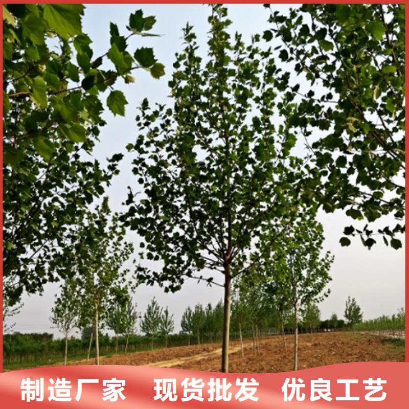 法桐大量现货充足