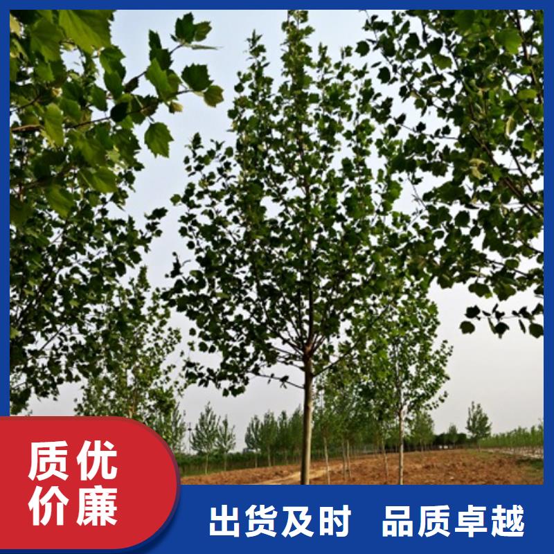 法桐-全国接单