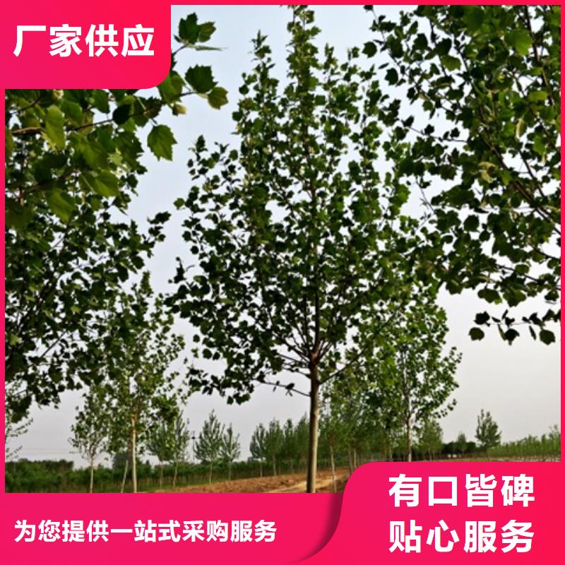 供应法桐的批发商