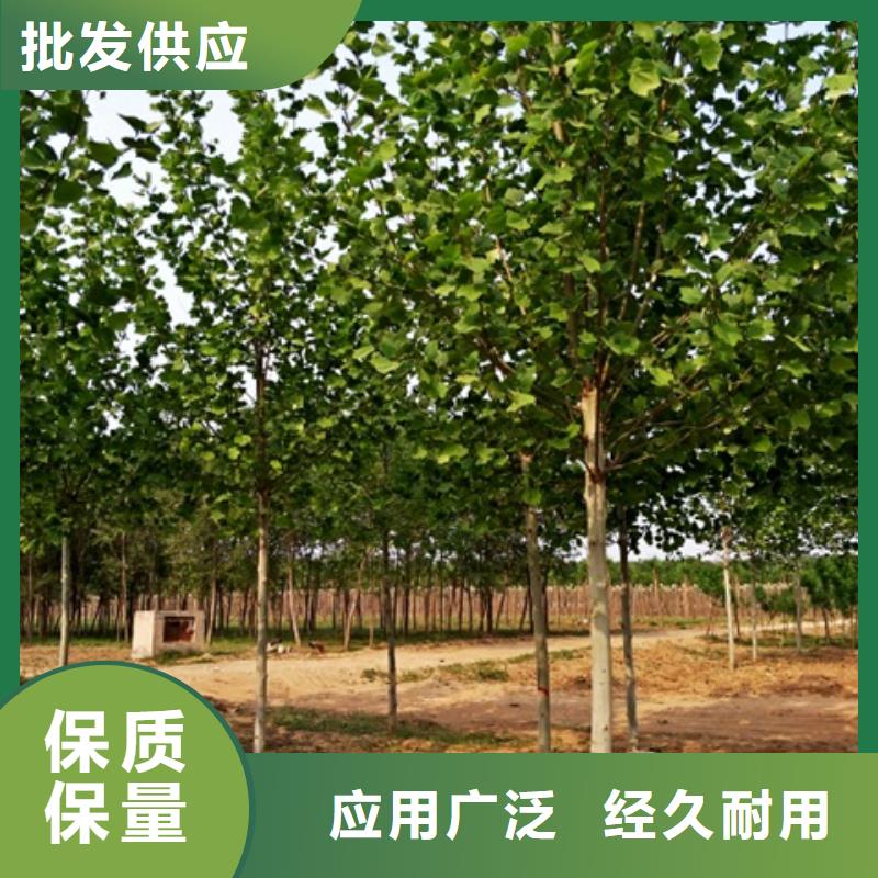 法桐-为您服务