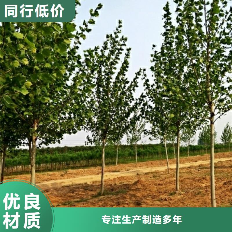 法桐销售公司-价格合理