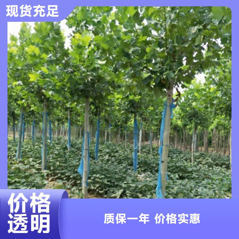 服务周到的法桐销售厂家