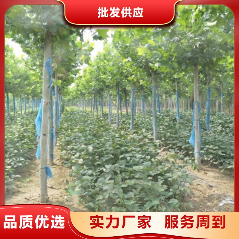 法桐工厂直销