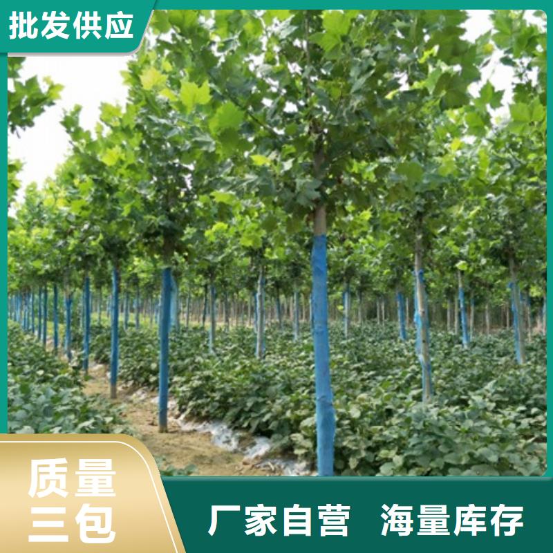 法桐期待您的咨询