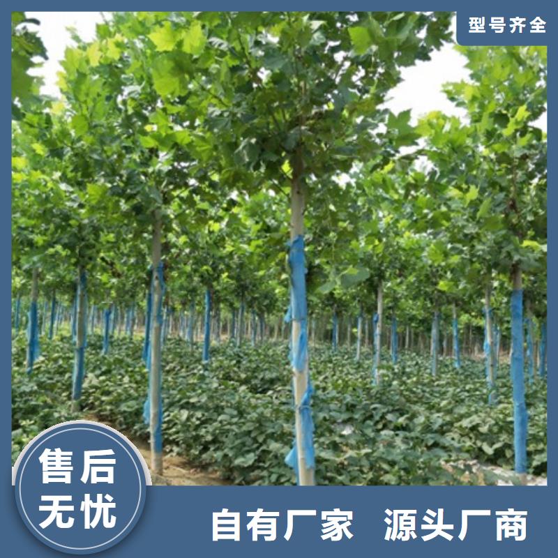 批发法桐的供货商