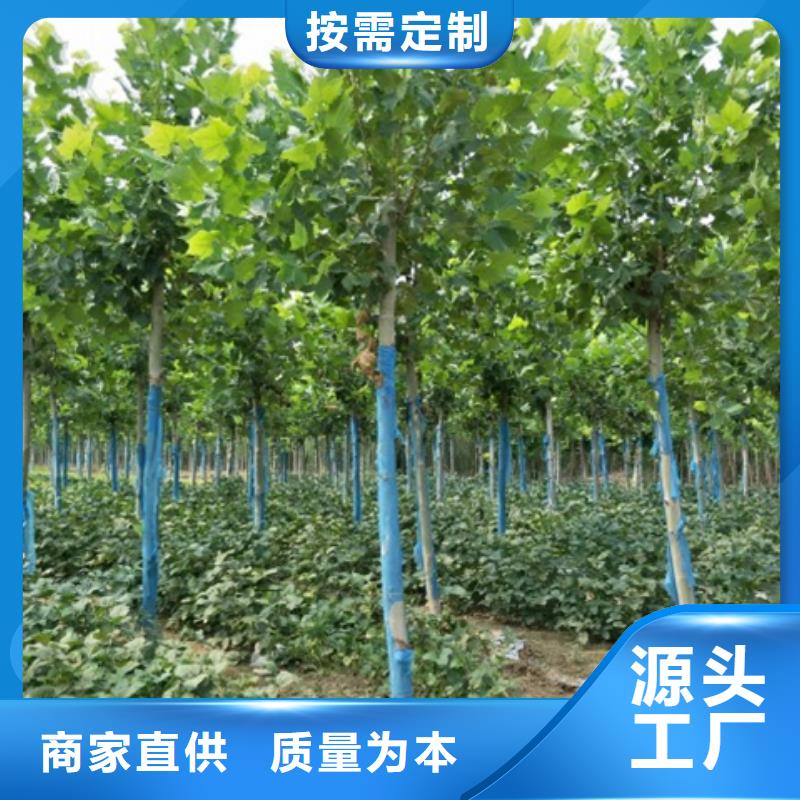 法桐价格品牌:博野鑫荣苗圃场