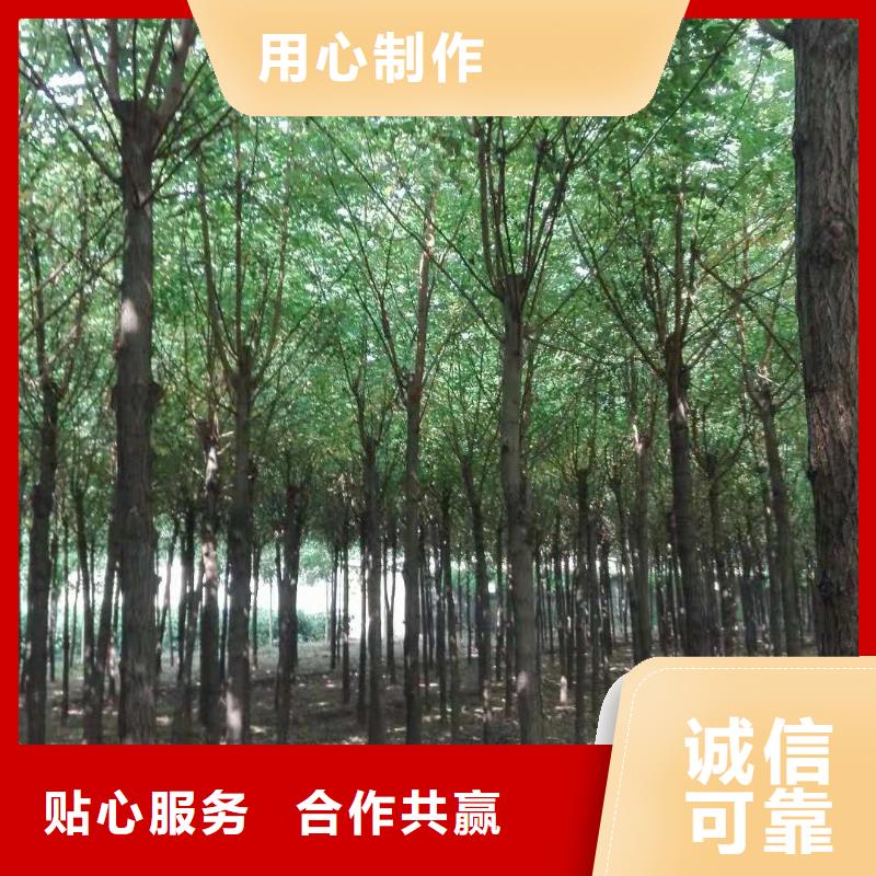 口碑好的柿树厂家
