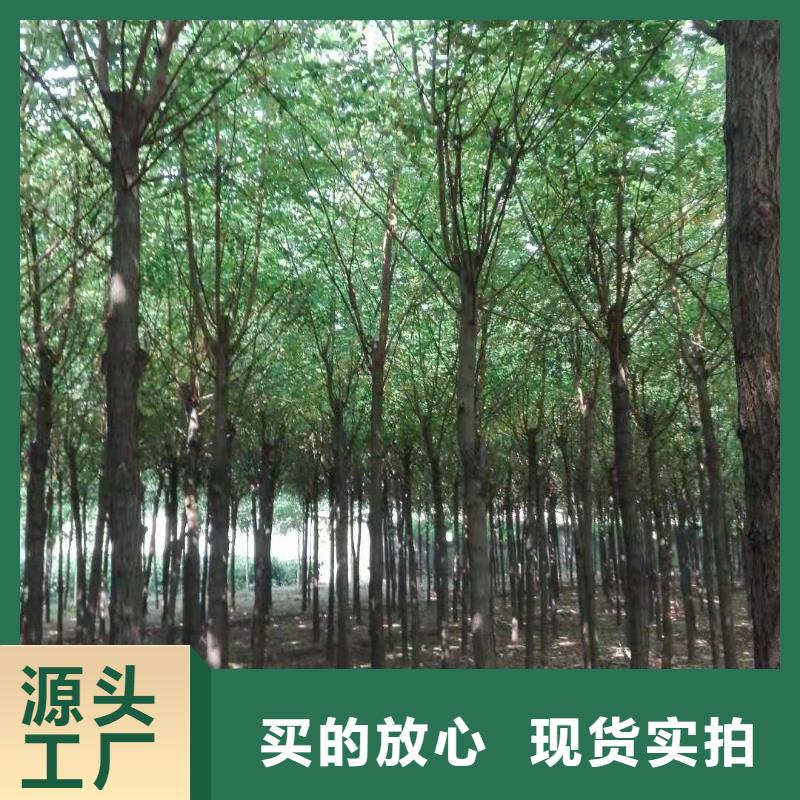 柿树-柿树价格优惠