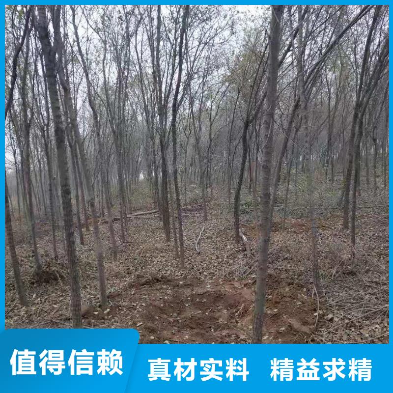 柿树批发