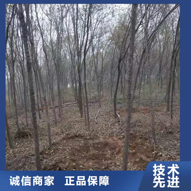 柿树承接