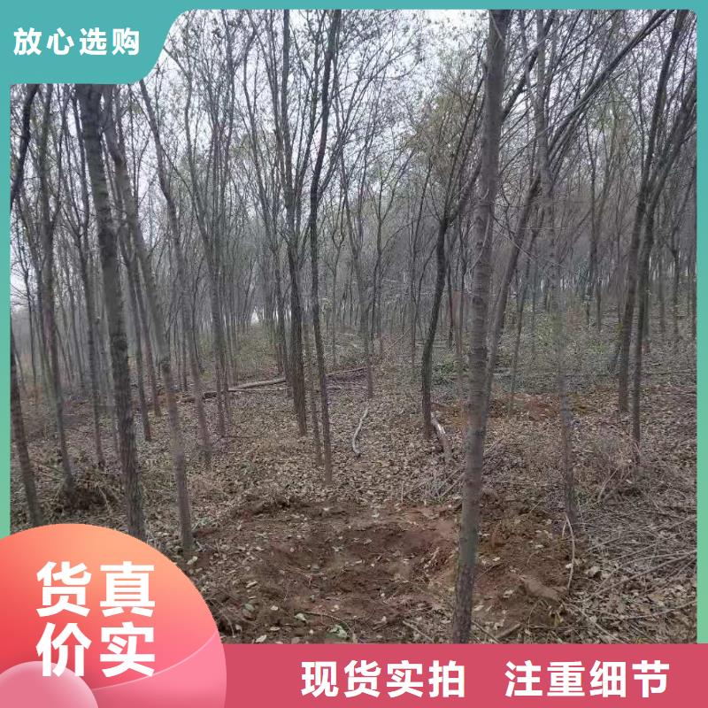 柿树工厂