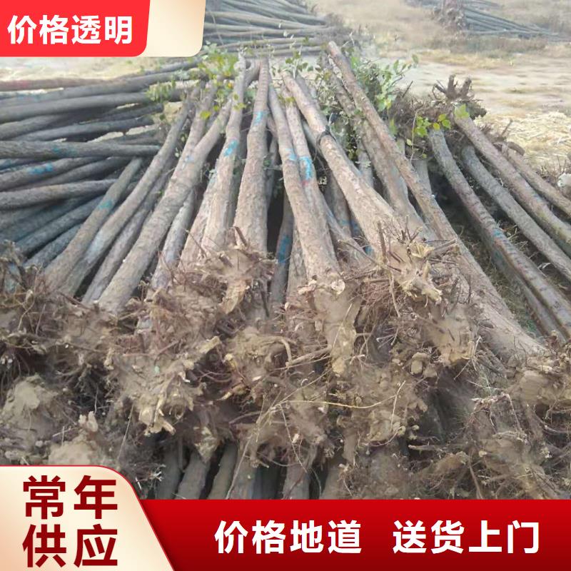 发货速度快的柿树经销商