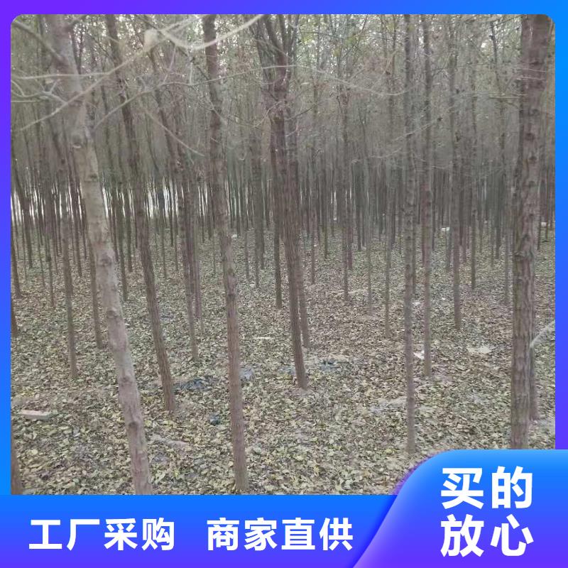 柿树厂家已认证