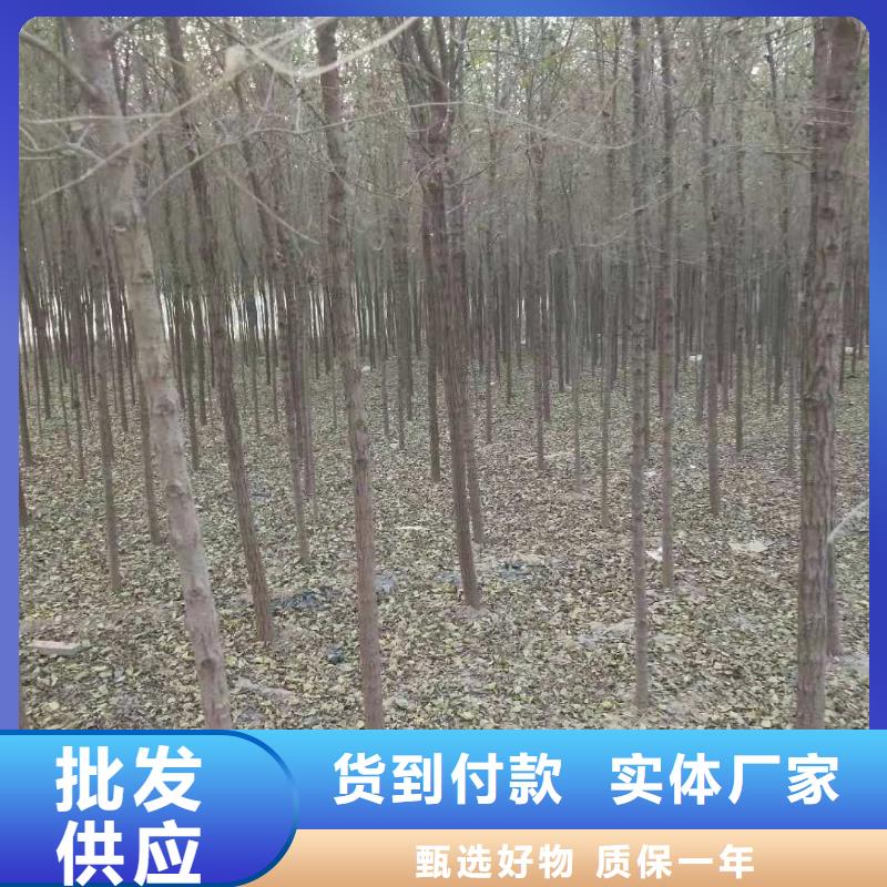 柿树、柿树生产厂家-型号齐全