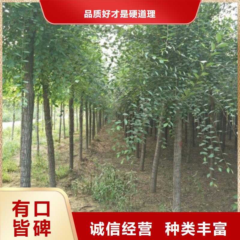 柿树物美价廉