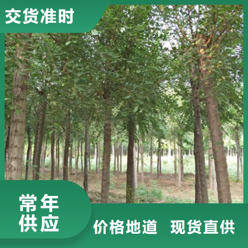 柿树一手报价
