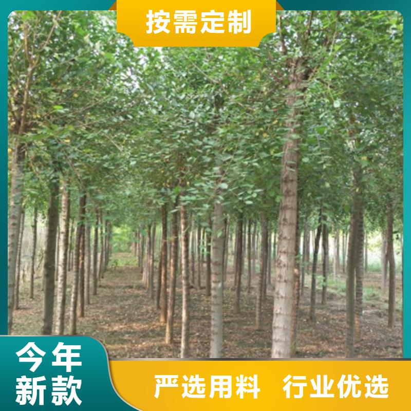 柿树现货供应-可定制