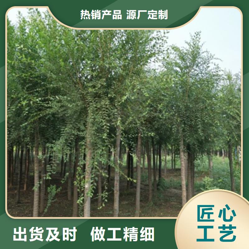 柿树、柿树生产厂家—薄利多销