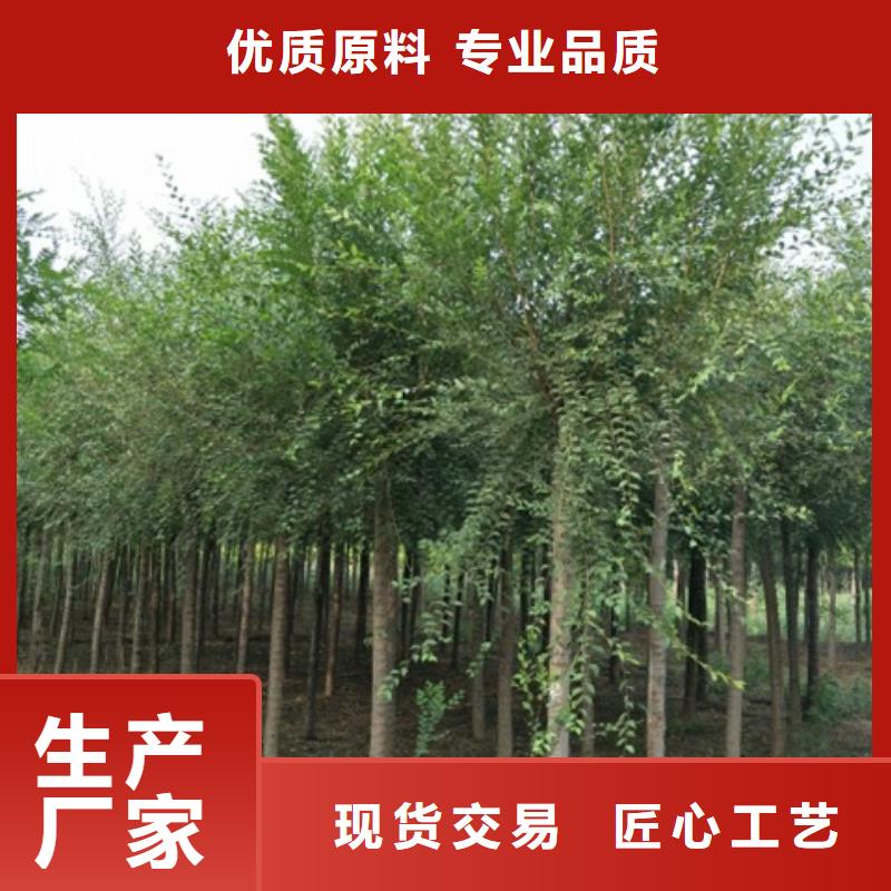 柿树-柿树按需定制