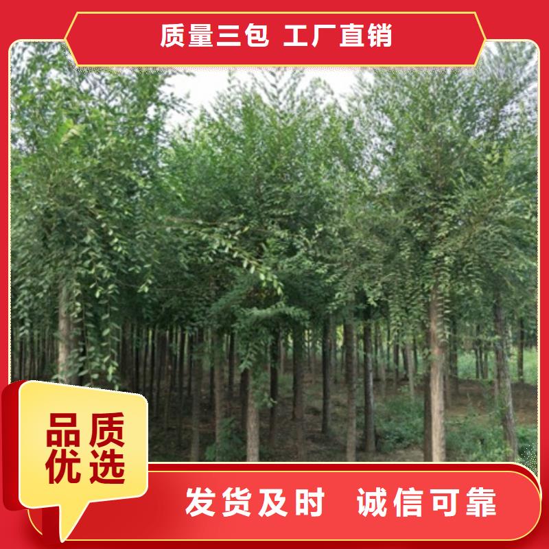 口碑好的柿树厂家
