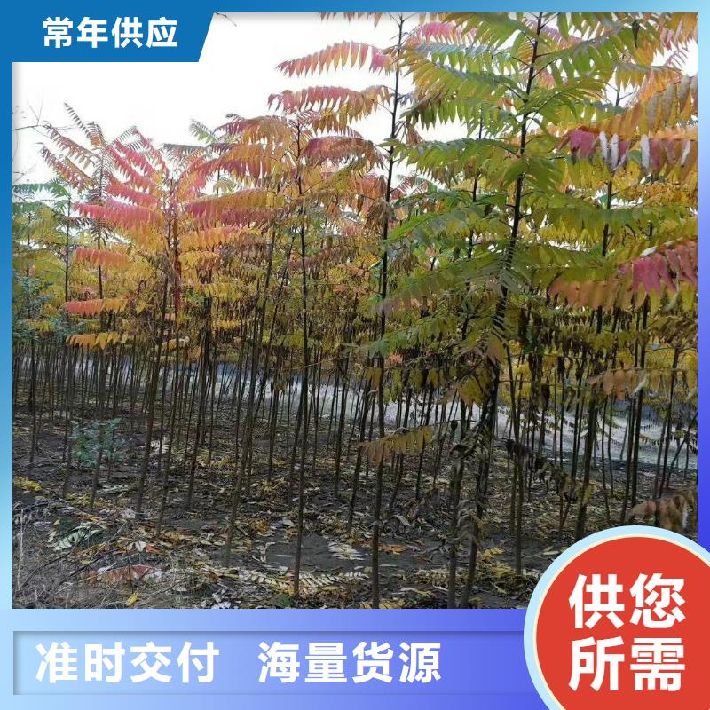 柿树厂家已认证
