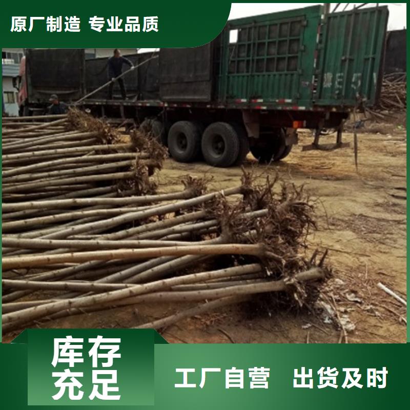 柿树-柿树价格优惠
