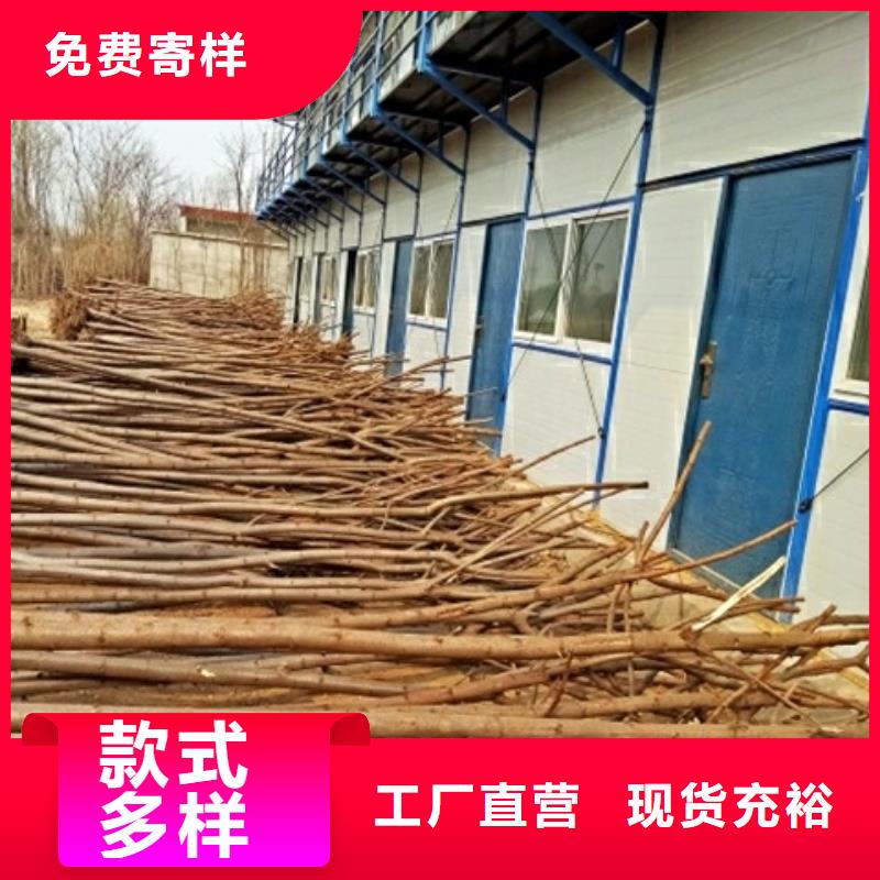 柿树厂家已认证