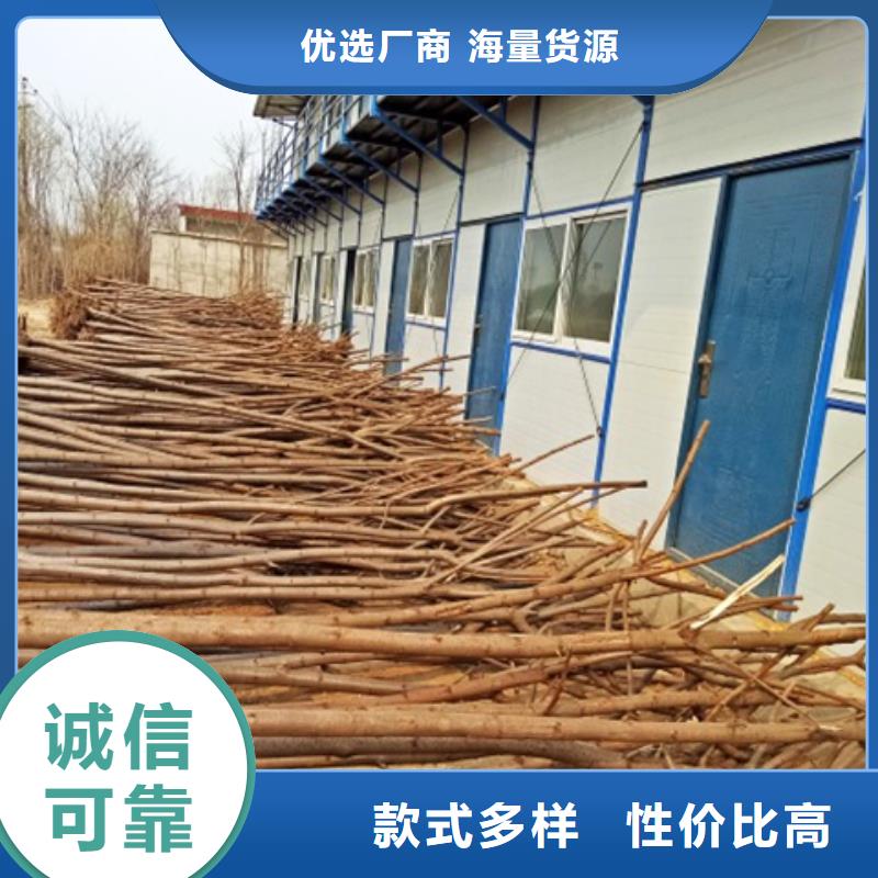 买柿树到博野鑫荣苗圃场