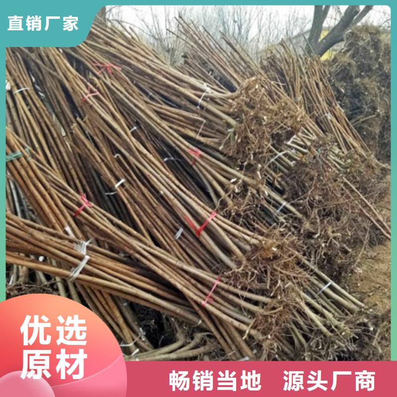 柿树厂家已认证