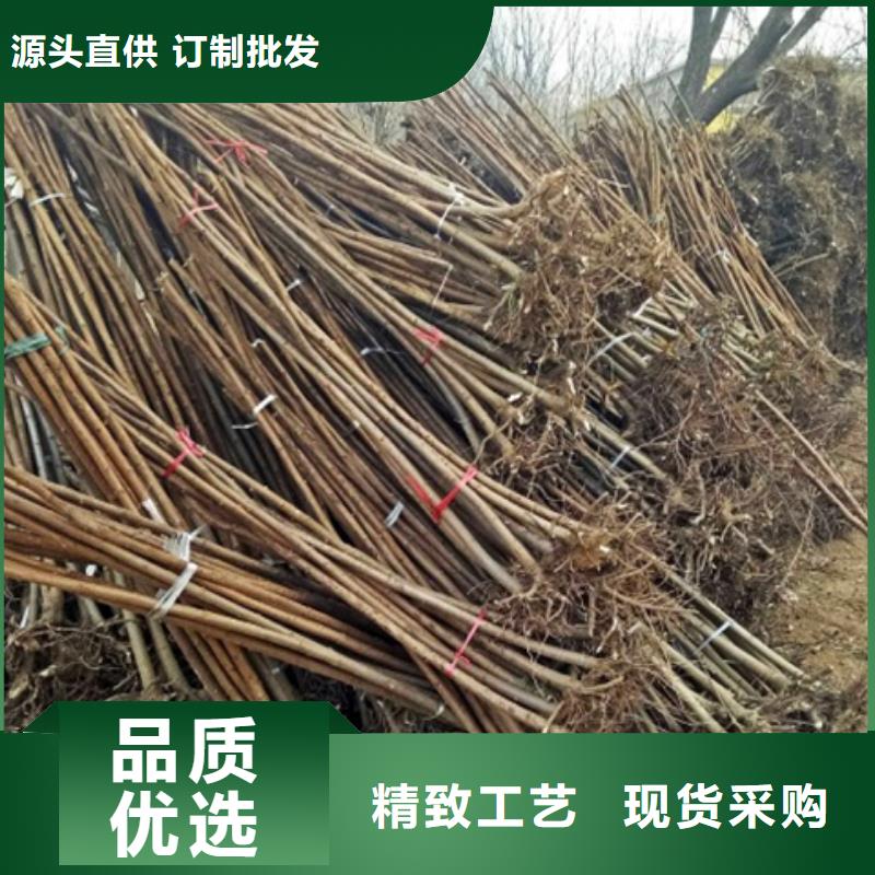 发货速度快的柿树经销商