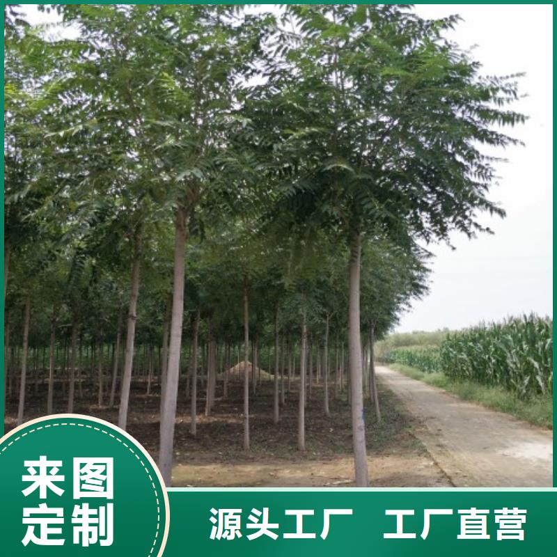 柿树厂家已认证