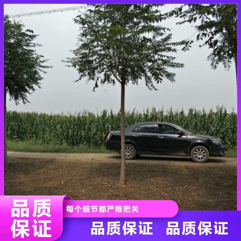 柿树厂家已认证