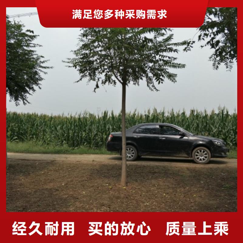 柿树-柿树质优价廉