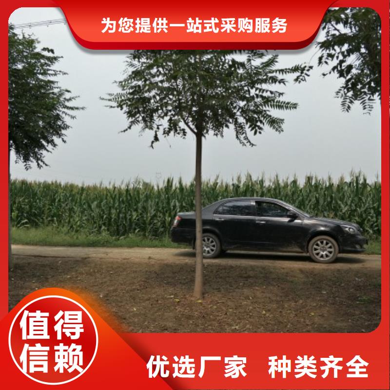 柿树介绍