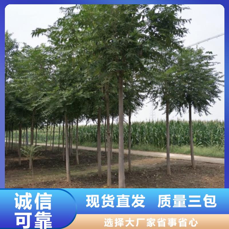 柿树一手报价