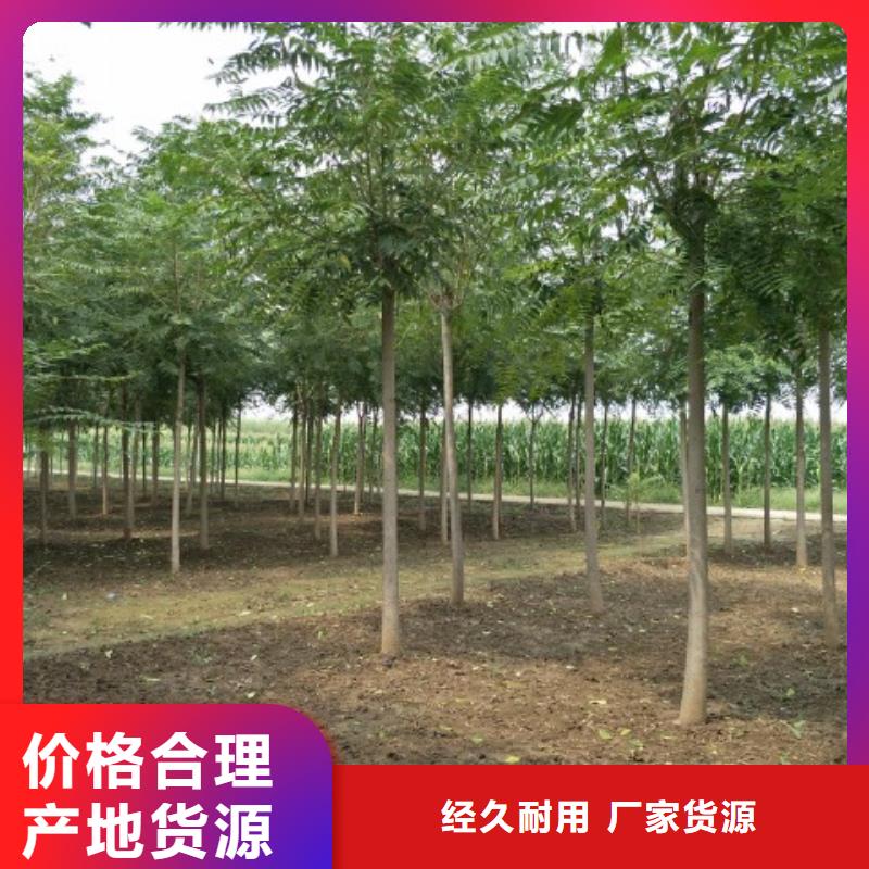 柿树价格-可按需定做
