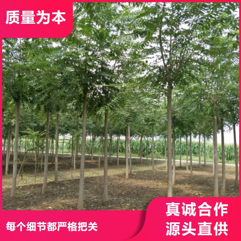 柿树-柿树图文介绍