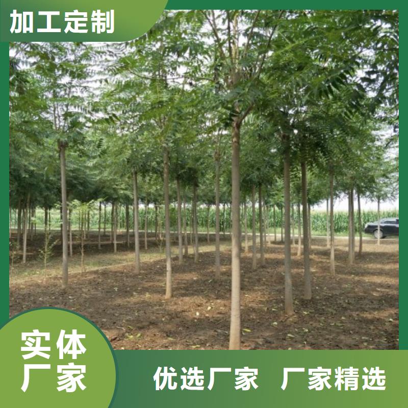 柿树厂家设备齐全