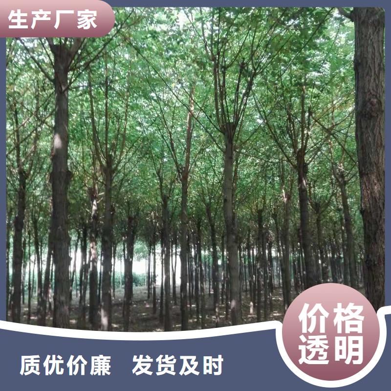博白刺槐生产厂家欢迎订购
