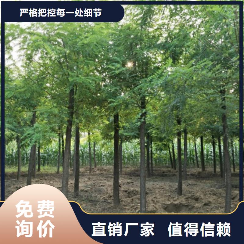 刺槐生产商当地品牌