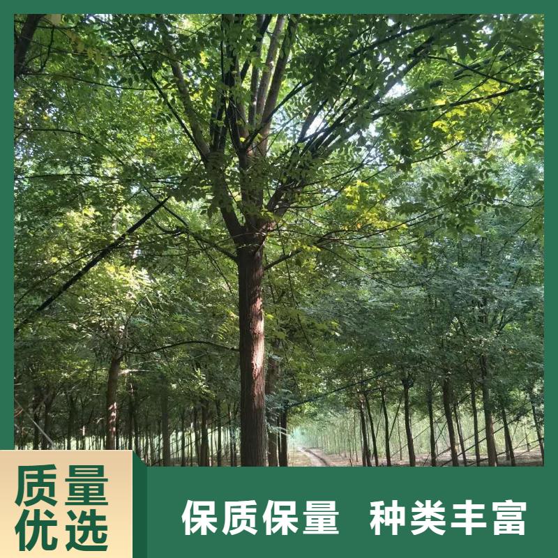 博白国槐来图来样定制